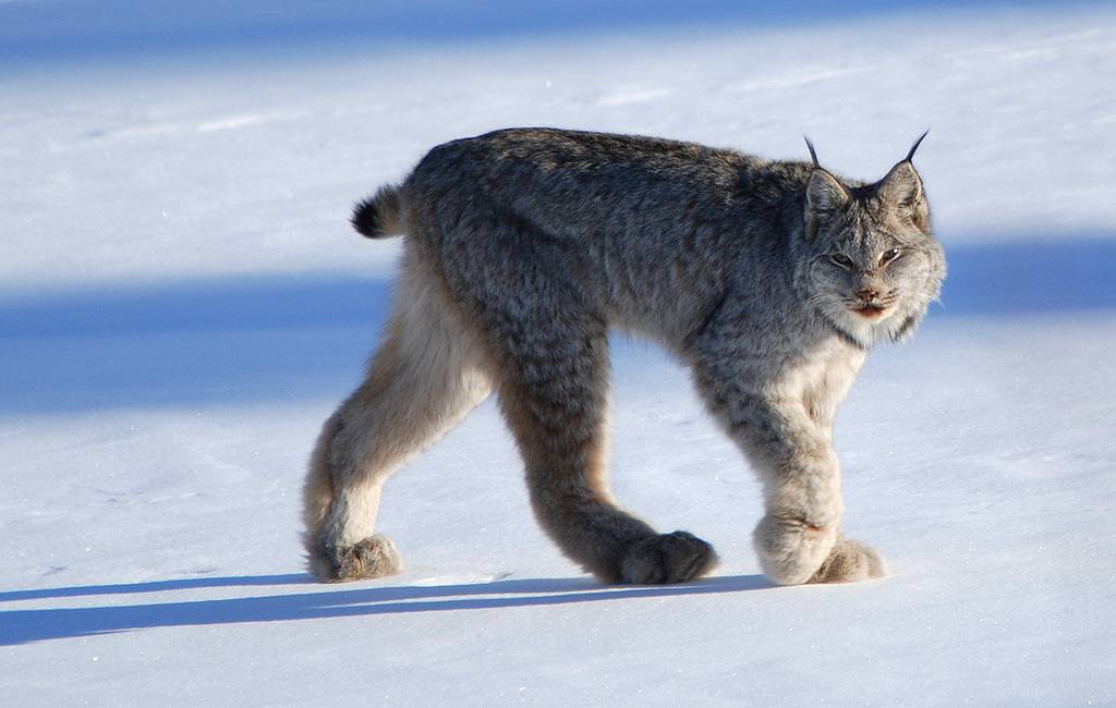 Картинки по запросу "arctic lynx"