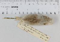 Image of Peromyscus polionotus