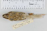 Zonotrichia albicollis image