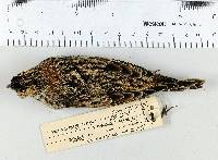 Calcarius lapponicus image